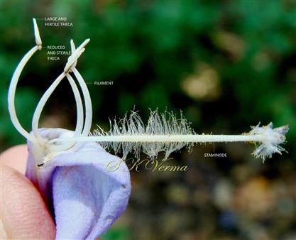  Stamens